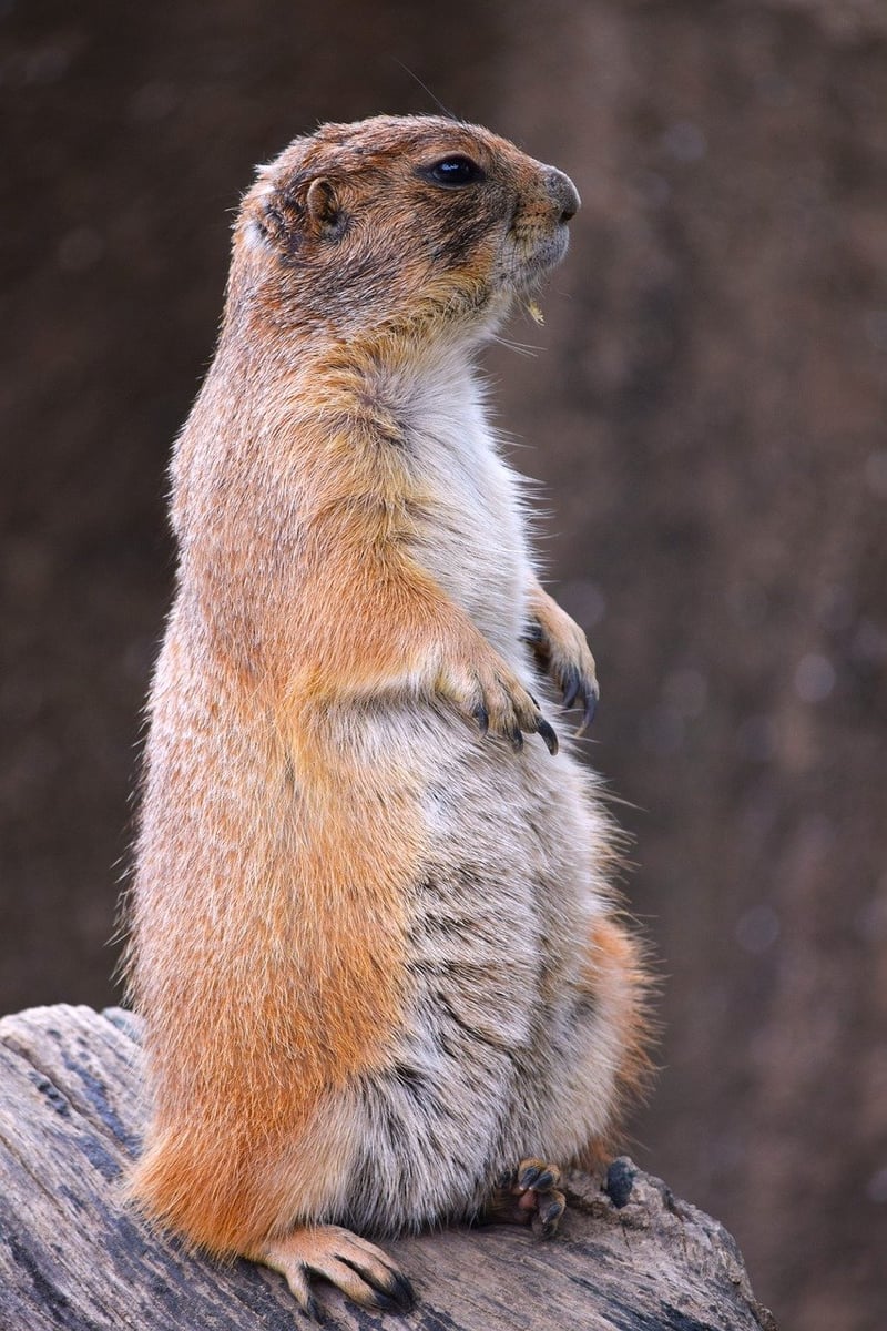 Posture Alignment